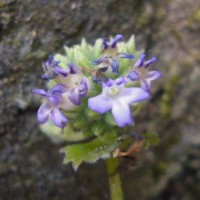 Epithema ceylanicum Gardner 
